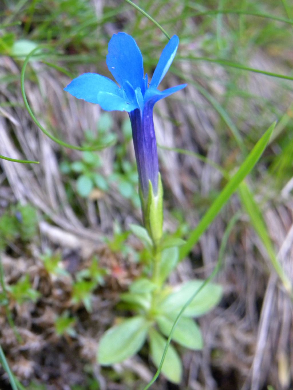 quale Gentiana?